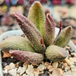Adromischus Glacier Pile - Image 2
