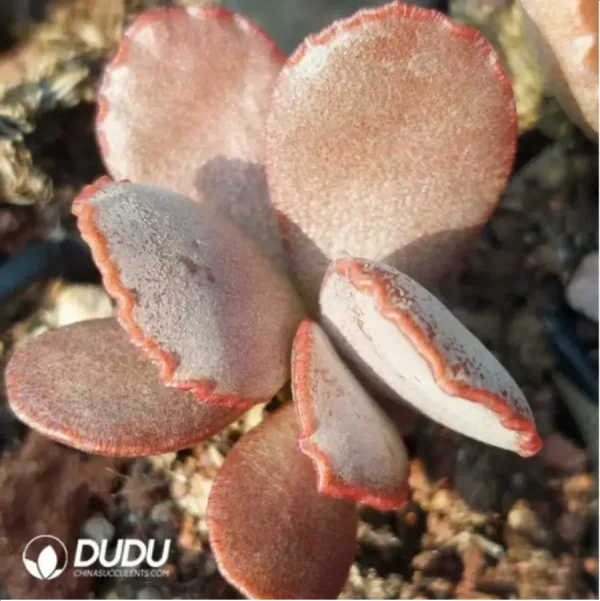 Adromischus Bai Anze - Image 1