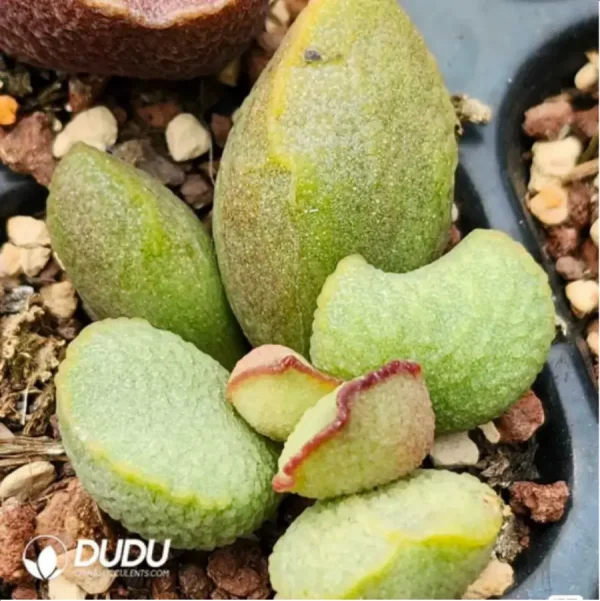 Adromischus Queen Salsa Egg Scrub - Image 1