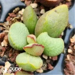 Adromischus Queen Salsa Egg Scrub - Image 2
