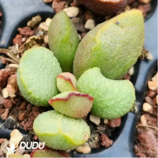 Adromischus Queen Salsa Egg Scrub - Image 2
