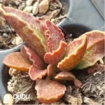 Adromischus Big Wave