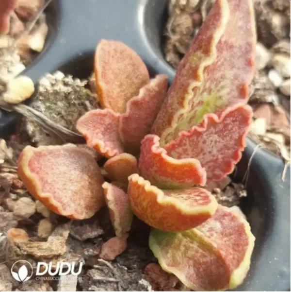 Adromischus Big Wave - Image 2