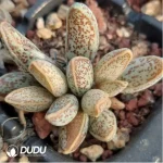 Adromischus Marianiae v. marianiae 'Clan William'