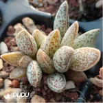 Adromischus Marianiae v. marianiae 'Clan William' - Image 2