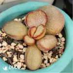 Adromischus No. 194 Frosted Egg - Image 2