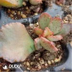 Adromischus Baby Cabbage