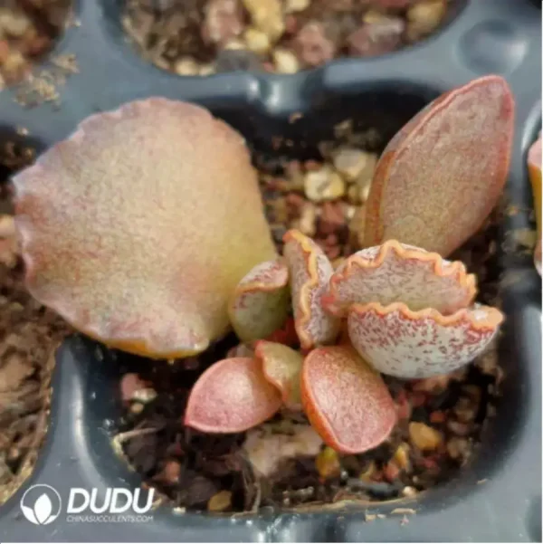 Adromischus Baby Cabbage - Image 2