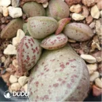 Adromischus Variable