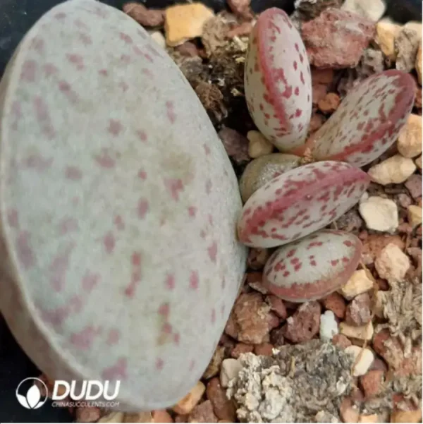 Adromischus Variable - Image 2