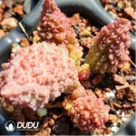 Adromischus herrei (W.F. Barker) Poelln