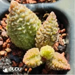 Adromischus herrei (W.F. Barker) Poelln - Image 2