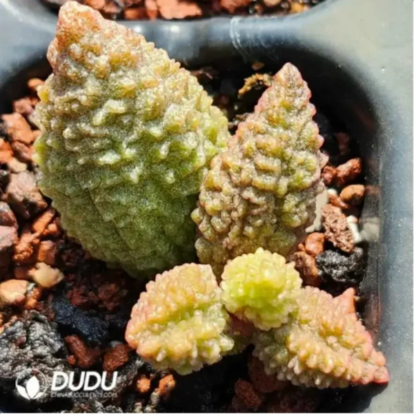 Adromischus herrei (W.F. Barker) Poelln - Image 2