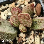 Adromischus Suzaku