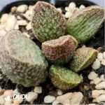 Adromischus Suzaku - Image 2