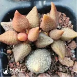 Adromischus Chili