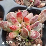Adromischus Red Dragonfly