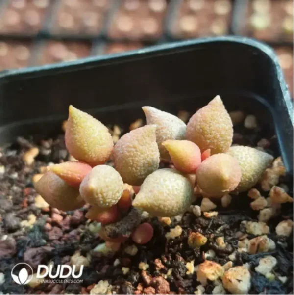 1756115877-2-1103.webp Adromischus Chili - Image 2