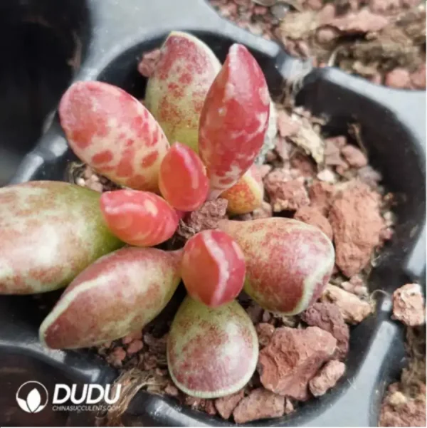 Adromischus Red Dragonfly - Image 2