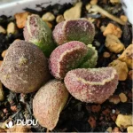 Adromischus Black Crystal