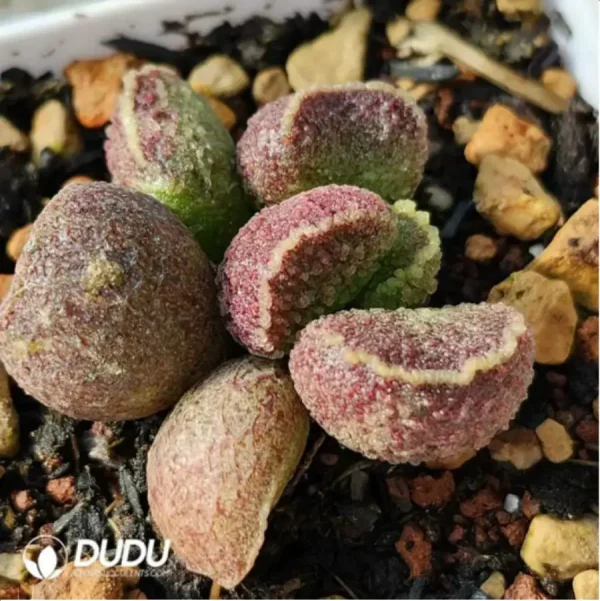 1756115879-1-1833.webp Adromischus Black Crystal - Image 1