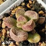 Adromischus Black Crystal - Image 2