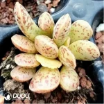 Adromischus Thickleaf Shuti