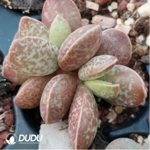 Adromischus Thickleaf Shuti - Image 2