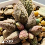 Adromischus Melt Pattern Ice Cream