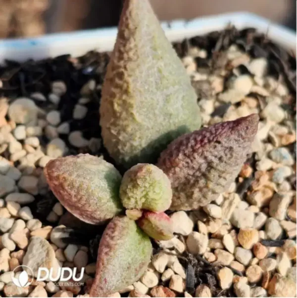 Adromischus Melt Pattern Ice Cream - Image 2