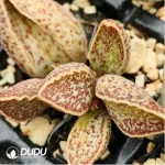 Adromischus Red Wolf