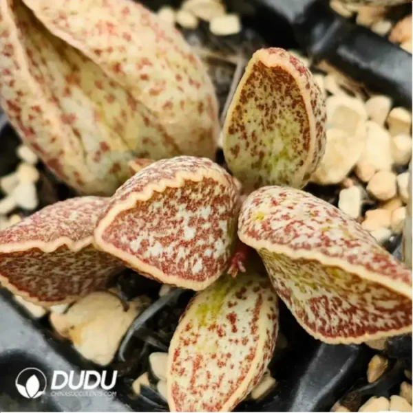 Adromischus Red Wolf - Image 1