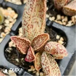 Adromischus Red Wolf - Image 2