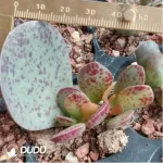Adromischus Daifuku