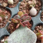 Adromischus Daifuku - Image 2
