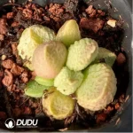 Adromischus Herrei