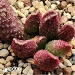 Adromischus White Sugar