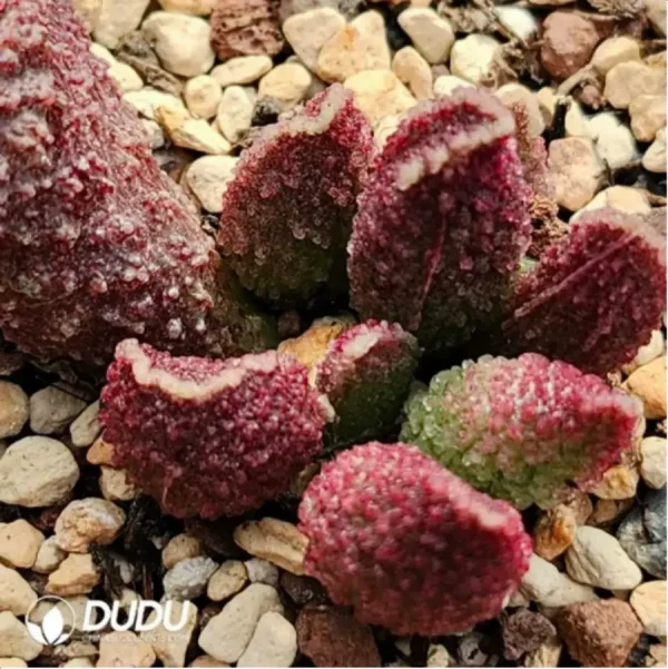 1756115894-1-1826.webp Adromischus White Sugar - Image 1