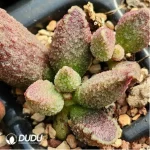 Adromischus White Sugar - Image 2