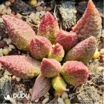 Adromischus Elf stick