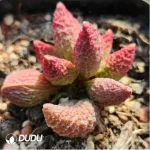 Adromischus Elf stick - Image 2