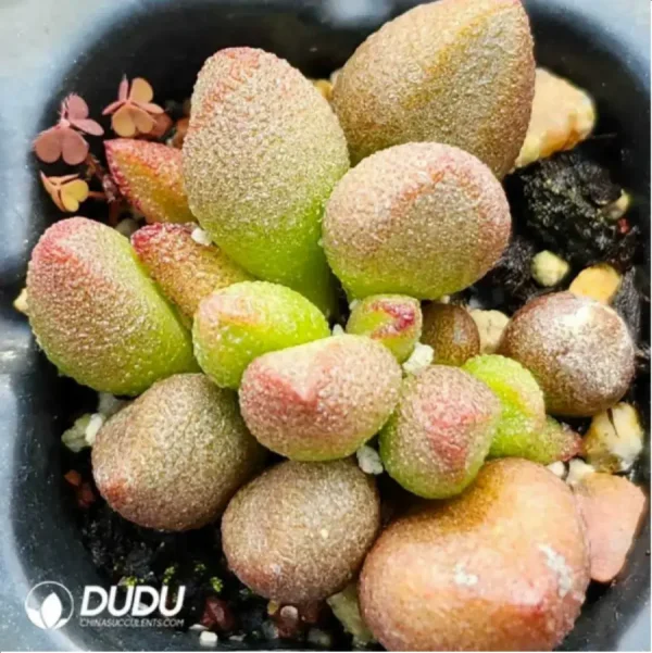 1756115901-1-1823.webp Adromischus Little Red Mouth - Image 1