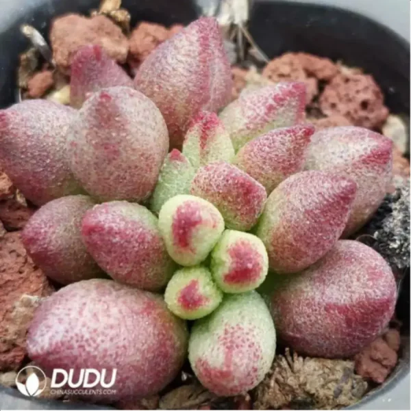 1756115902-2-1091.webp Adromischus Little Red Mouth - Image 2