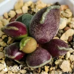 Adromischus Purple Cooperi v. Festivus