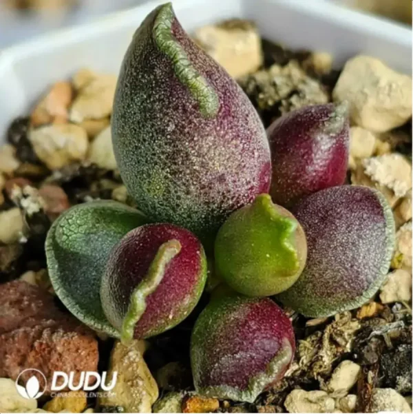 1756115906-2-1089.webp Adromischus Purple Cooperi v. Festivus - Image 2
