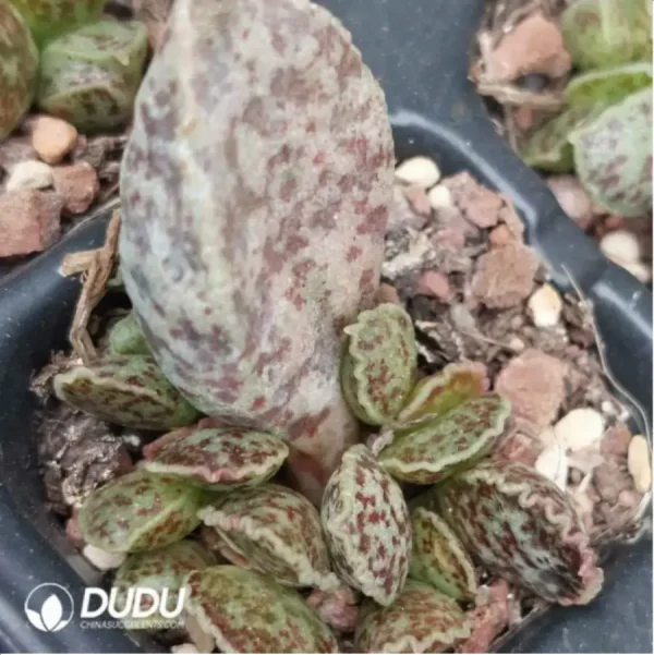 Adromischus Marianiae 'Bryan Makin' - Image 1