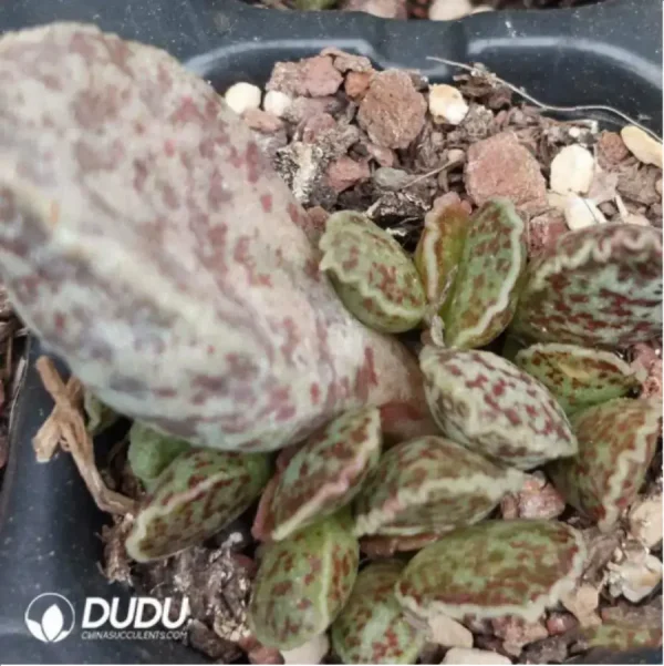 Adromischus Marianiae 'Bryan Makin' - Image 2