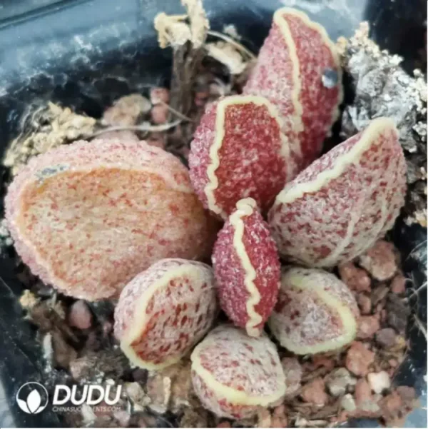 Adromischus Strawberry - Image 1