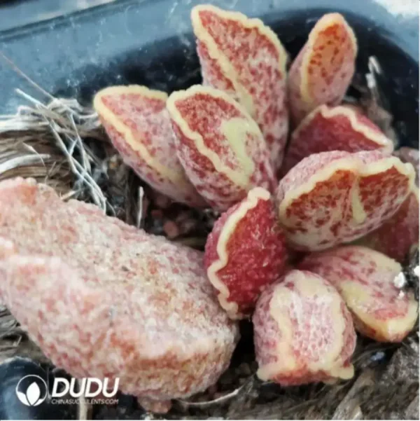 Adromischus Strawberry - Image 2