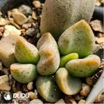 Adromischus 4X